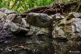 Studánka Kafélanka (2020)