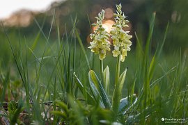 Vstavač bledý (Orchis pallens) v PP Pod Drdolem (2020)