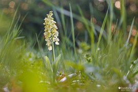 Vstavač bledý (Orchis pallens) (2020)