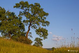 Krajinu půvabně dotváří výrazné stromy (2021)