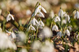 Sněženka podsněžník (Galanthus nivalis) (2023)