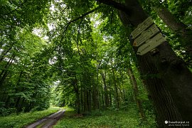 Rozcestí Oříšek na bočním hřbetu Ždánického lesa, kam vystoupá NS Motýlí ráj (2020)