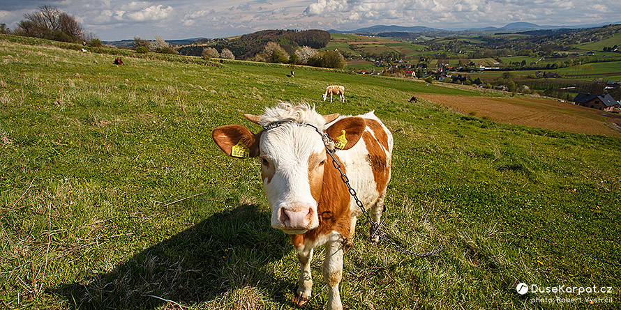 Pogórze Rożnowskie - pasoucí se kráva nad vsí Pławna