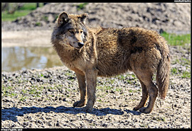 ZOO Hortobágy (safari) - vlk