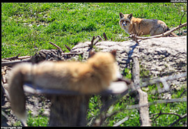 ZOO Hortobágy (safari) - liška obecná