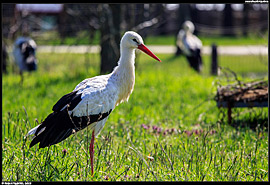 ZOO Hortobágy (safari) - čáp