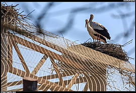 ZOO Hortobágy (safari) - čápi