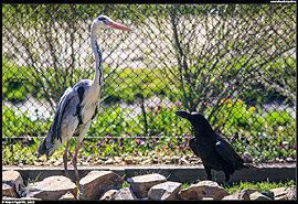 ZOO Hortobágy (safari) - volavka popelavá