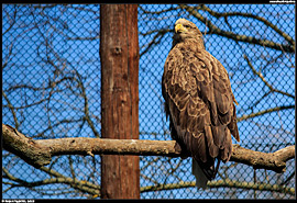 ZOO Hortobágy (safari) - orel