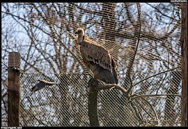 ZOO Hortobágy (safari) - sup