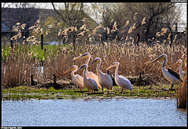 ZOO Hortobágy (safari)