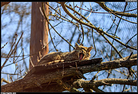 ZOO Hortobágy (safari) - kočka divoká