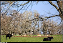 ZOO Hortobágy (safari) - skot