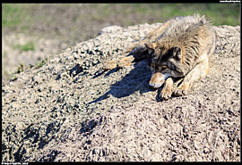 ZOO Hortobágy (safari) - vlk