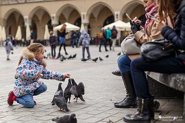 Krmení holubů v Krakově (2017)