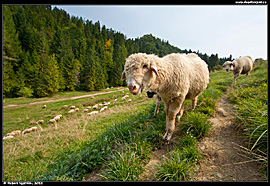 Malé Pieniny - ovce