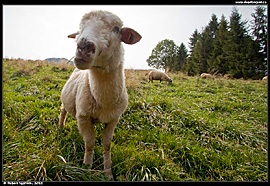 Malé Pieniny - ovce