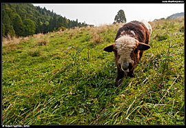 Malé Pieniny - hnědá ovce pod Vysokými skalkami