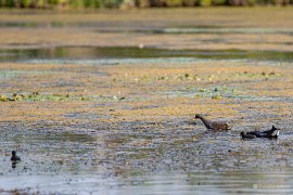 Malý vodní pták slípka zelenonohá (Gallinula chloropus) s mláďaty (2024)