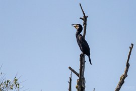 Kormorán velký (Phalacrocorax carbo) (2024)