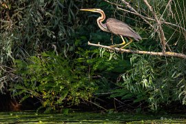 Volavka červená (Ardea purpurea) (2024)