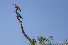 Dvojice pestře zbarvených mandelíků hajních (Coracias garrulus) (2024)