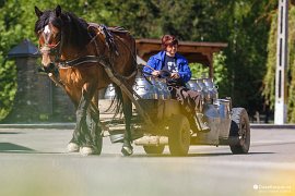 Fundu Moldovei - koňský povoz přiváží mléko z horských pastvin (2018)