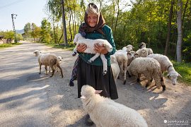 Babička pomáhá slaboučkému jehňátku v zapadlé obci Slătioara (2018)