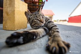 Kočička na vodítku přijela do Marginei až z Polska (2018)