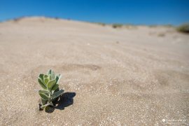 Vegetace v přímořském písku (2023)
