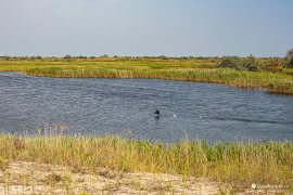 Jezero Buhazu Mic poblíž pobřeží Černého moře (2023)