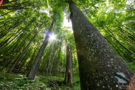 V rezervaci je naučná stezka prakticky neznatelná, je potřeba bedlivě vyhlížet další značku na stromech (2024)