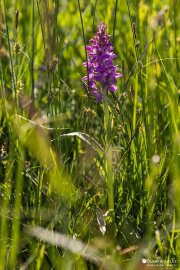 Orchidej prstnace na horské louce (2024)