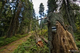 Turistická stezka z Vasilovské hole na Minčol (2022)