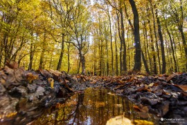 Putování dlouhými úseky v lese je pro Považský Inovec typické (2022)