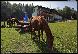 Pasoucí se koně u horské chaty Geravy