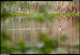 Rezervace Tajba - jezero