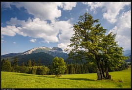 Belianské Tatry z louky před loveckým zámečkem nad Tatranskou Javorinou