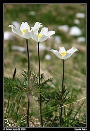 Koniklec alpinský (Pulsatilla alpina), taky koniklec bílý (Pulsatilla alba), slovensky poniklec biely