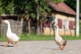 Husy si vykračují po hlavní cestě (2024)