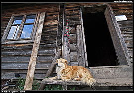 Salaš na polonině Smotryč nad obcí Dzembroňa (2011)