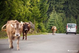 Krávy na silnici, typický obrázek Siněviru (2017)